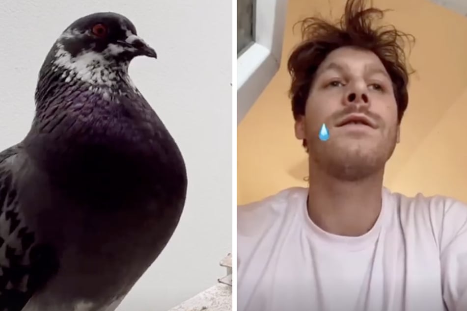 Malte Zierden: "Ich werde dich nie vergessen": Malte Zierden trauert um tierischen Freund