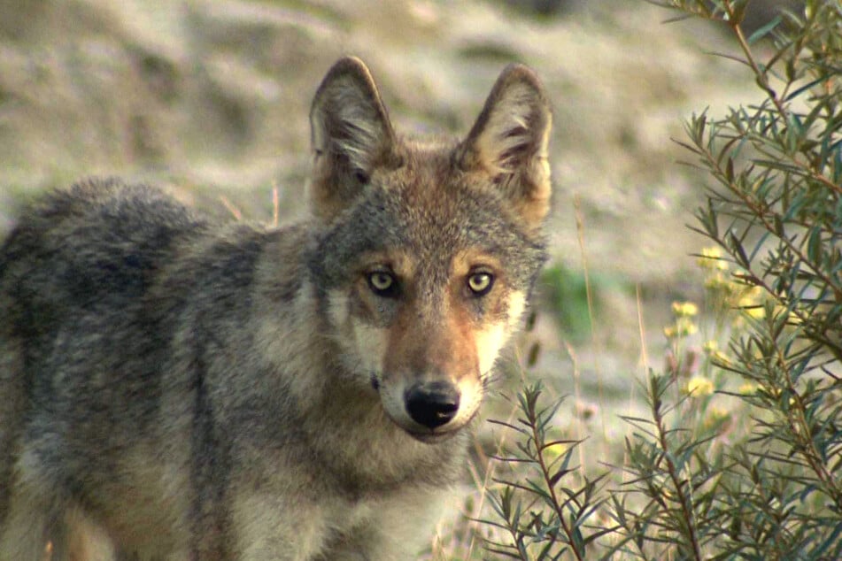 Wölfe sind in Ostsachsen wieder häufiger anzutreffen. (Archivbild)