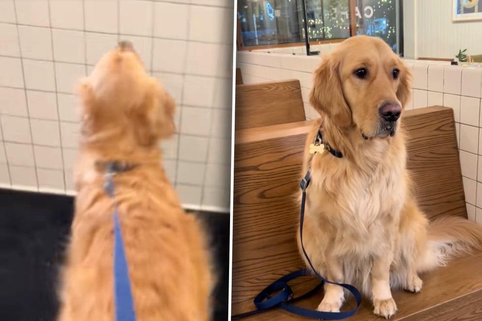 Golden Retriever Charlie zerrt sein Frauchen ins Café. Was er da wohl will?