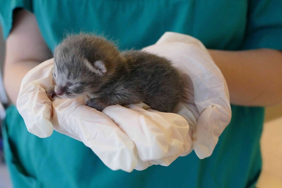 Ein winziges Neugeborenes sitzt auf der Hand einer Pflegerin im Tierheim. Nicht alle seine Geschwister haben überlebt.