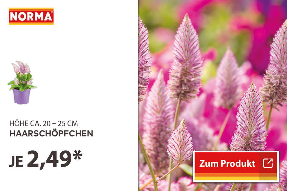 Haarschöpfchen für 2,49 Euro