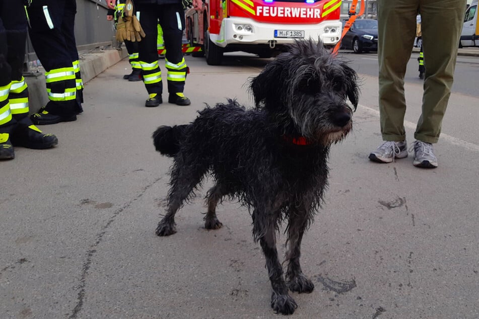 Mit einem beherzten Sprung nahm der Hund ein morgendliches Bad in der eiskalten Isar.