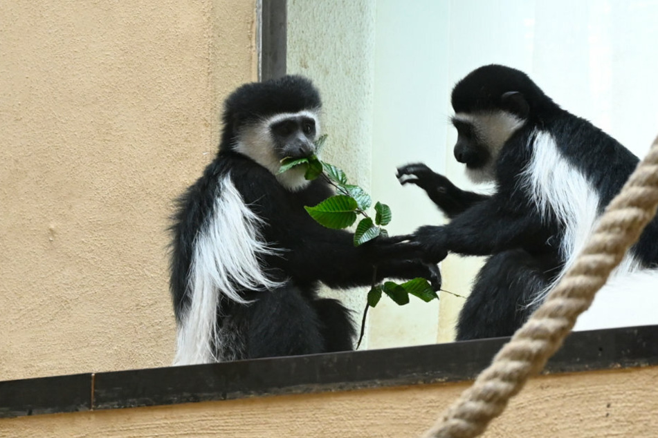 Zwei Affen essen Blätter von einem Ast in ihrem Gehege im Zoo (Symbolbild).