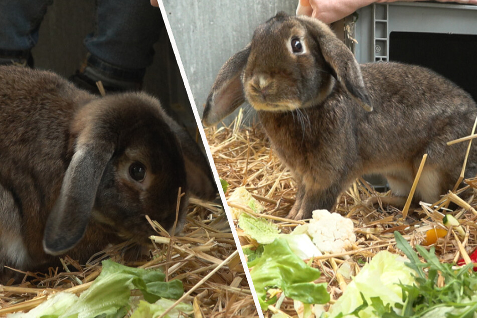 Die Kaninchen Vaiana (l.) und Maui möchten gerne zusammen in ein neues Heim ziehen.