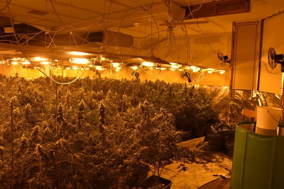 Die Ermittler entdeckten in den Räumlichkeiten des Hauses in Remscheid hunderte erntereife Cannabis-Pflanzen.