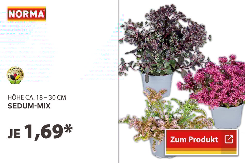 Sedum-Mix für 1,69 Euro