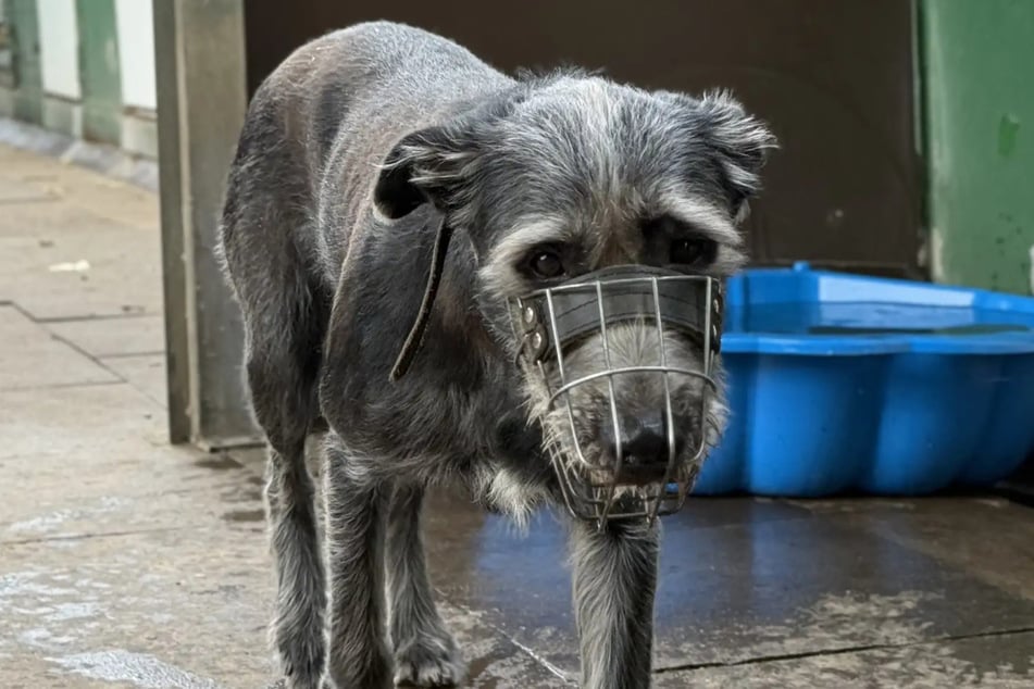 Cleo no muestra su mejor faceta al tratar con sus congéneres.