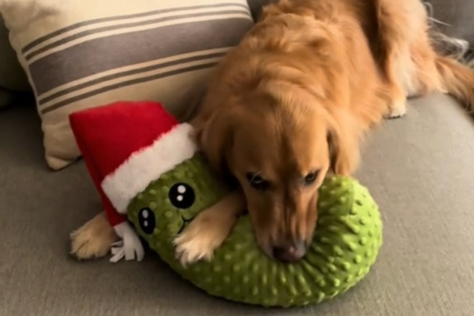 With the addition of the big pickle, Chance the dog has a whole family of cucumber-shaped toys to play with!
