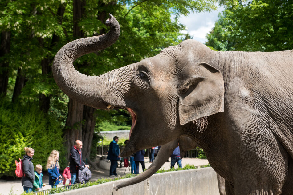Ein Elefant steht in Hagenbecks Tierpark im Außengehege. Die notwendige Versorgung der Tiere werde nicht beeinträchtigt. (Archivbild)