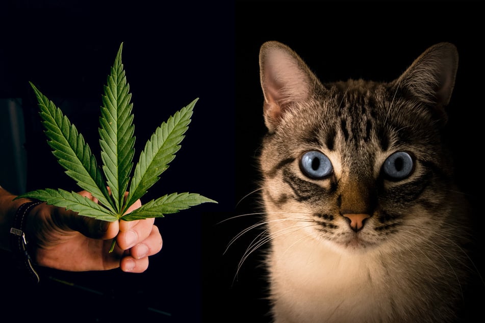 Should you smoke weed in the same space as your cat, or is it dangerous?