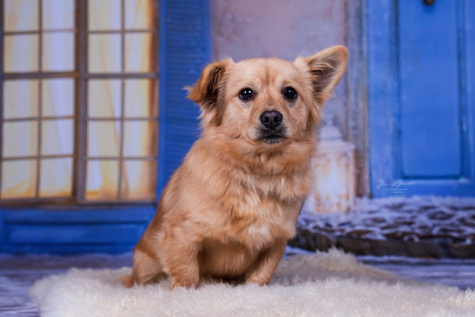 Felix muss noch so ziemlich alles lernen, was er für ein erfülltes Hundeleben benötigt.