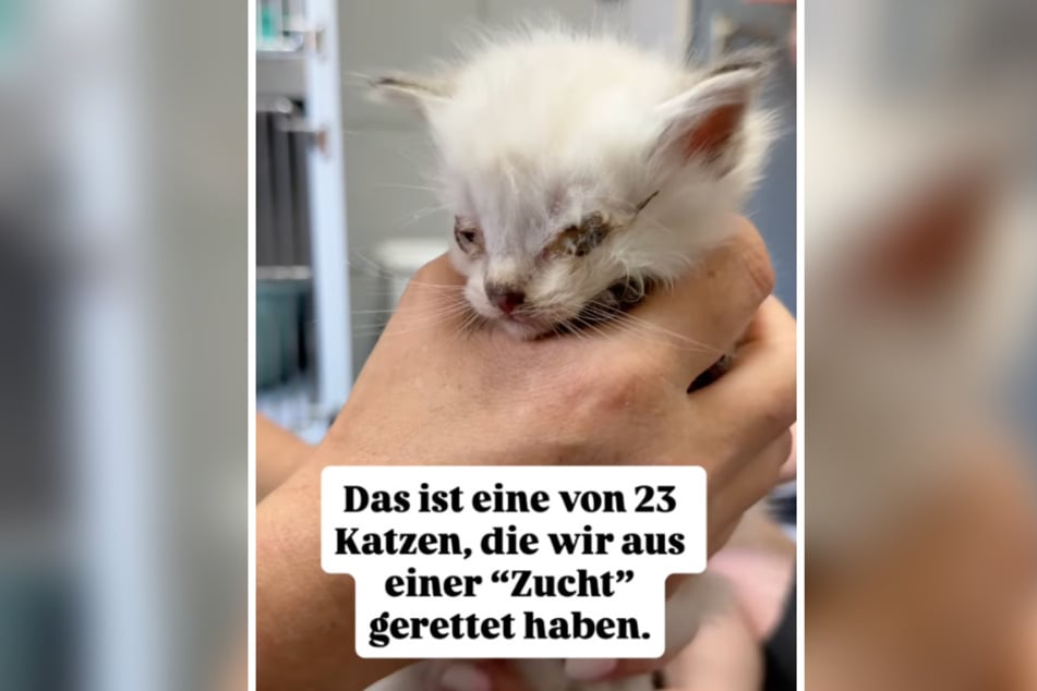 Eine der kleinsten geretteten Kätzchen ist völlig krank.