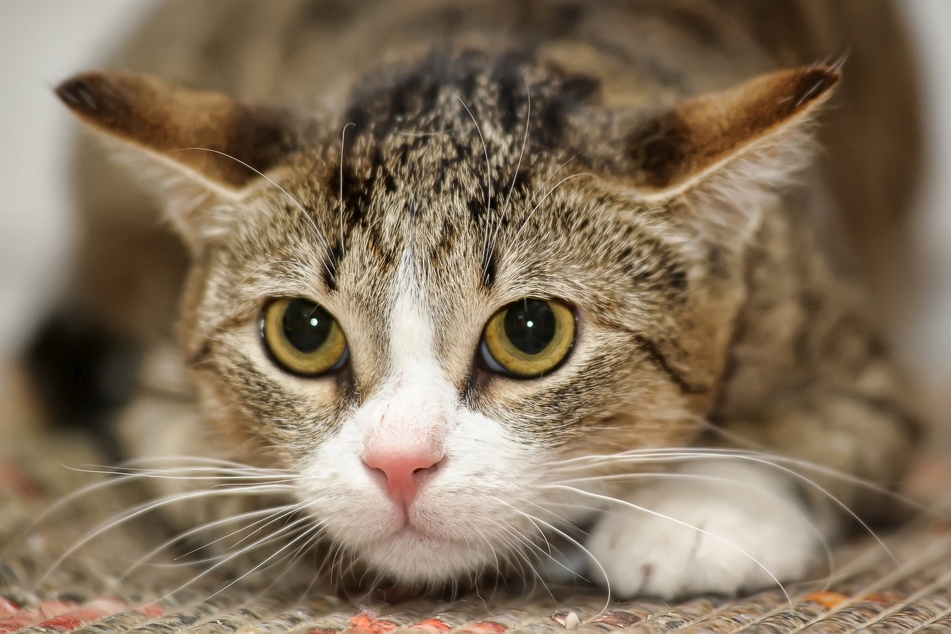 Eine Katze sorgte im März für einen Feuerwehreinsatz - sie bediente unfreiwillig den Herd (Symbolbild).