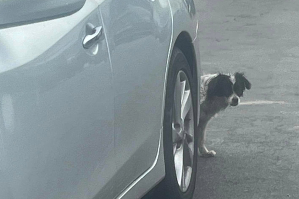 Voller Angst versteckte sich der Hund hinter dem Auto.