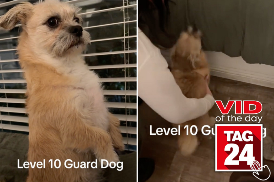 Today's Viral Video of the Day features a pup that protects his house at all times!