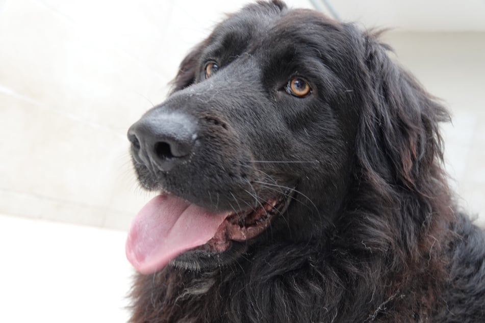 Was der Vierbeiner in seinem Leben bereits erleben musste, macht traurig, fassungslos und wütend. Wer hat ein Herz für den Rüden?