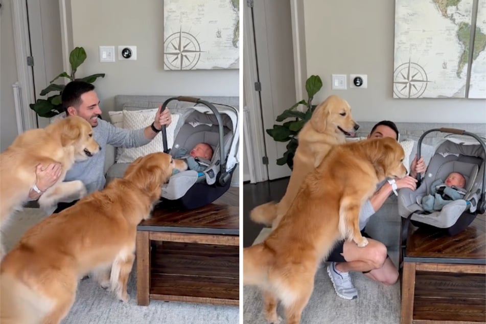 Die Golden Retriever reagierten begeistert, als sie Baby Connor zum ersten Mal sahen.