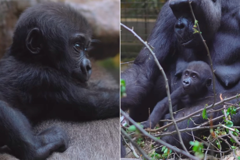 Baby gorilla Jameela (l.) is getting along great with her adoptive mother and new big brother, Kyembe!