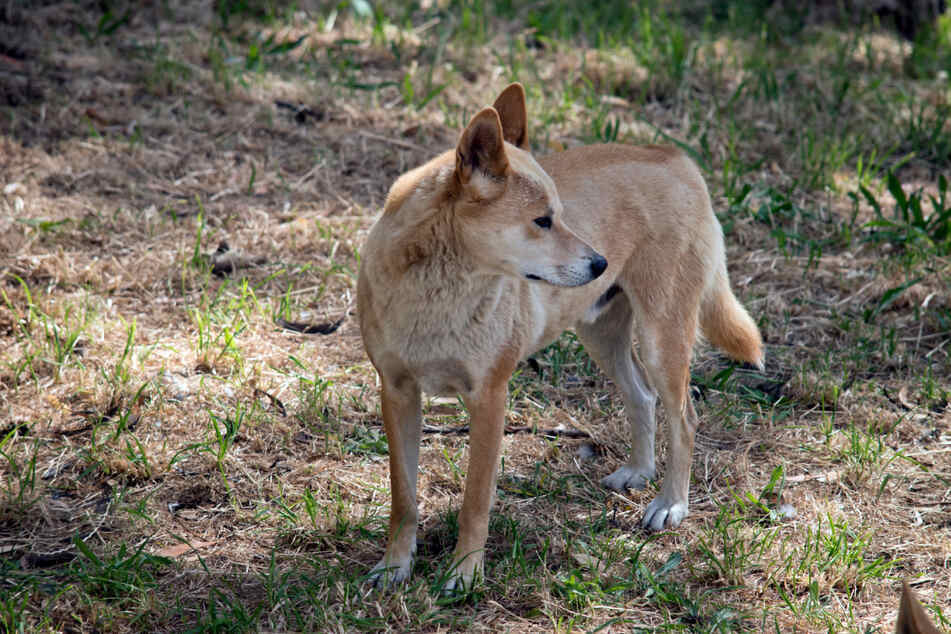 Dingos sind scheue Tiere, die für gewöhnlich die Nähe zum Menschen meiden. (Symbolbild)