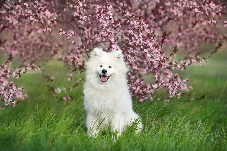With their beautiful thick fur, Samoyeds are some of the cutest dogs in the world.