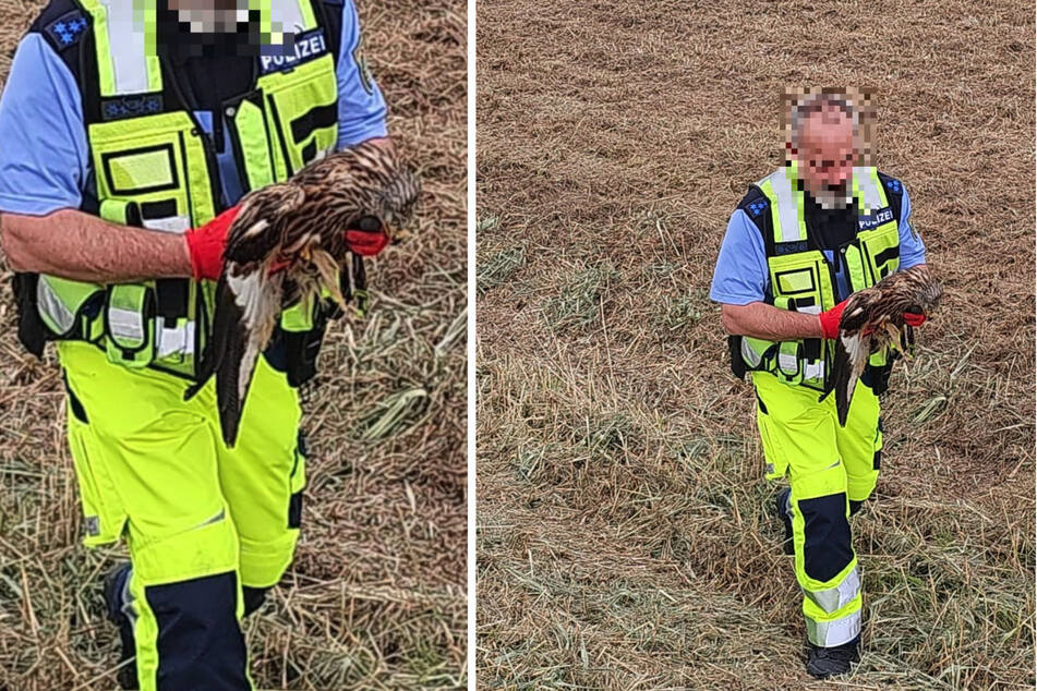 Cazador de ratones volador se esconde herido en la A4