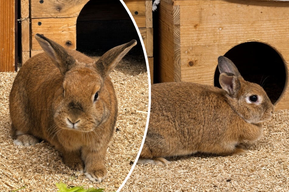 Die Zwergkaninchen Morti (l.) und Summer suchen ein gemeinsames Zuhause.