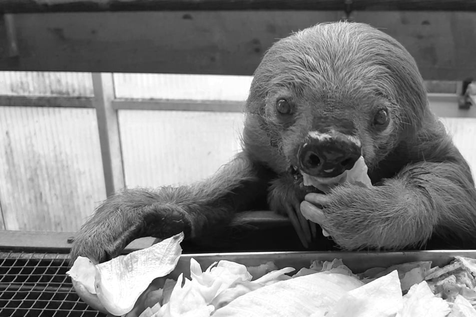 Rekord-Faultier in deutschem Zoo gestorben!