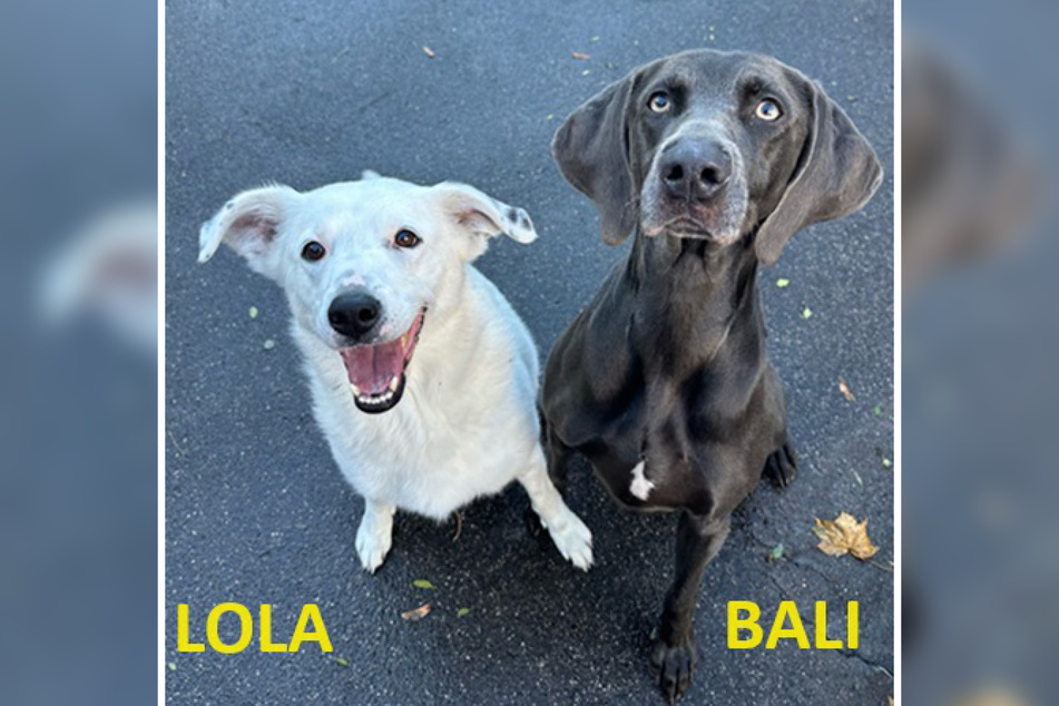 Schäferhund-Mischling Lola (l.) und Weimeraner-Hündin Bali warten im Frankfurter Tierheim darauf, ein neues und liebevolles Zuhause zu finden.