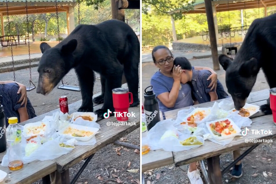 Der junge Schwarzbär machte sich über das Essen der Picknick-Runde her.