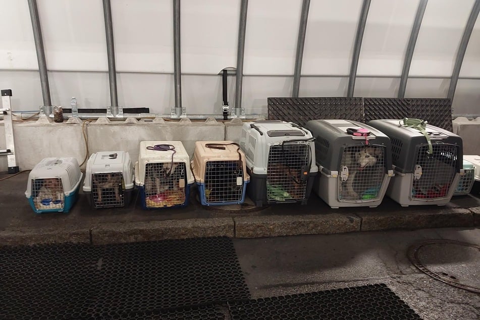 Im Kofferraum des Transporters befanden sich mehrere Tierboxen mit vier Katzen und sieben Hunden.