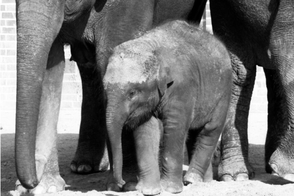 Kiran, der jüngste Elefanten-Nachwuchs aus dem Leipziger Zoo, ist Mitte Juni überraschend an den Folgen einer Herpes-Infektion verstorben.