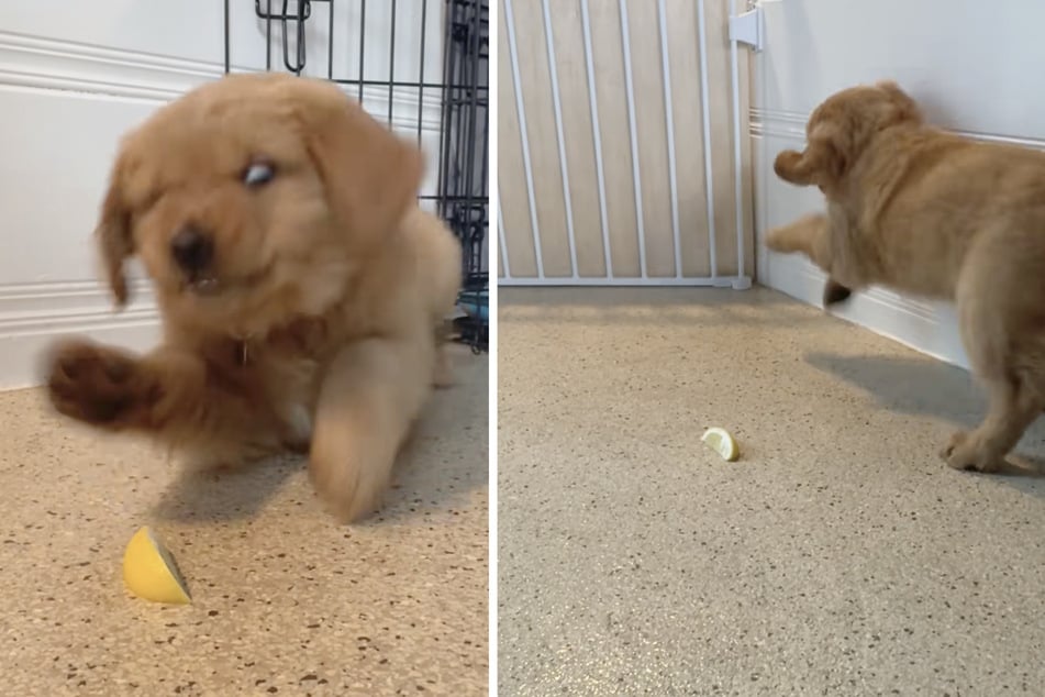 Das Fazit des Golden Retrievers fiel nicht wirklich positiv aus.