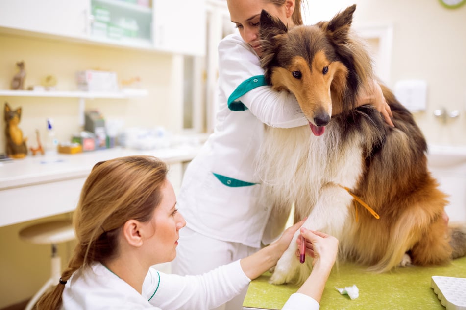 Bevor ein Hund eine Blutspende abgeben kann, wird er kostenlos und gründlich untersucht.