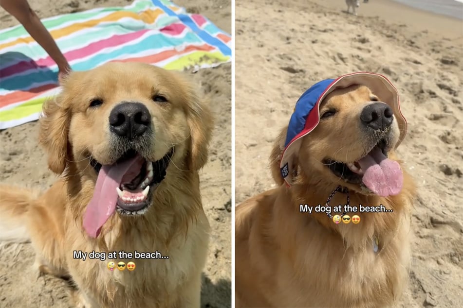 Am Strand war der Hund wie ausgewechselt.