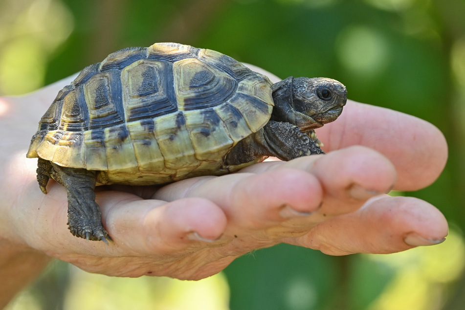 Landschildkröten verfallen in der Regel drei bis fünf Monate in die Winterstarre. (Symbolbild)