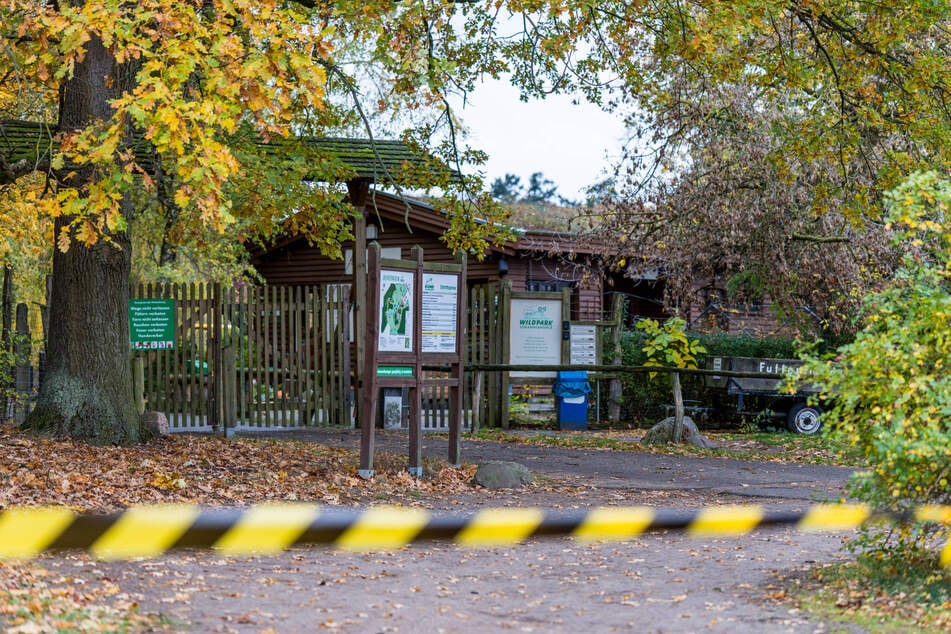 Vom Wolf angegriffen? Kind in Brandenburger Wildpark verletzt