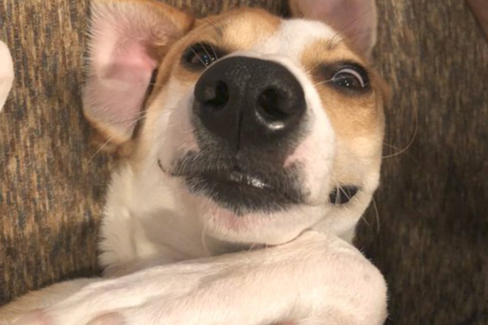 Einige Hundebesitzer fühlten sich von Buddys Bild dazu animiert, ein Selfie von ihrem Vierbeiner zu teilen.