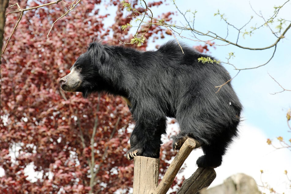 Die Lippenbärenschlucht im Leipziger Zoo wird 20 Jahre alt und das muss in der Erlebniswelt Asien gebührend gefeiert werden.