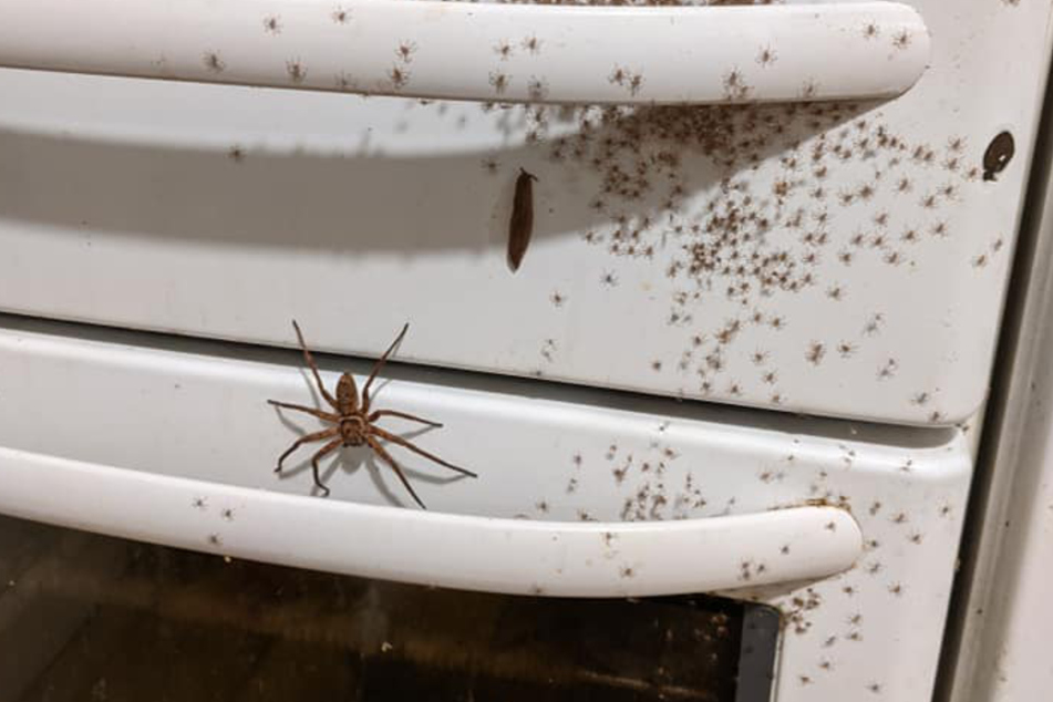 These images of a spider infestation are not for the faint-hearted.