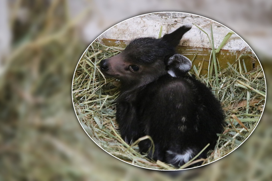 Seltener Nachwuchs im Bergzoo Halle: Baby im Pandahaus