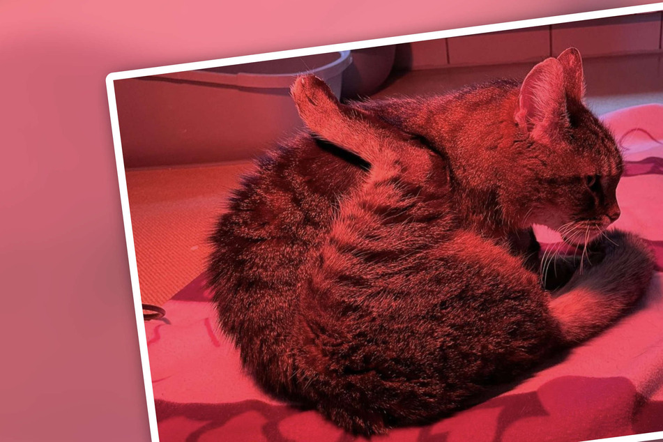 Katze legt dank Spezial-Therapie tolle Entwicklung hin: Tierheim teilt niedliches Beweisbild