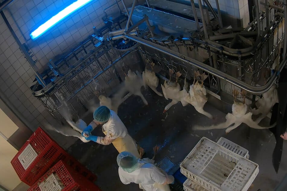 Die Tiere sollen unnötigem Stress und Leid ausgesetzt sein.