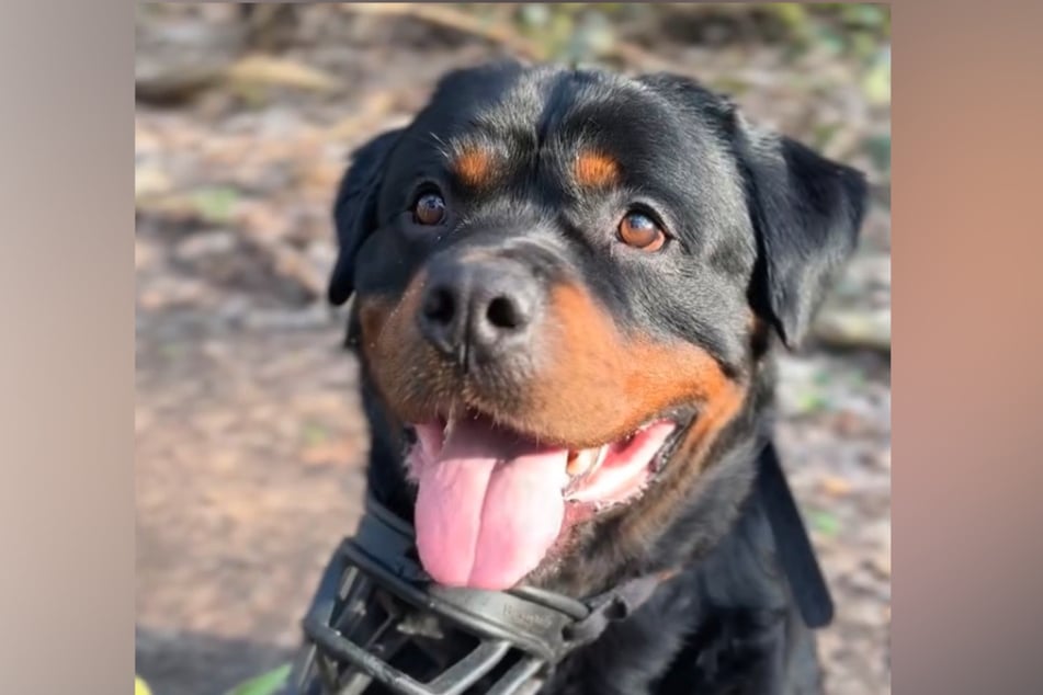 Mit großen Augen und ganz viel Hoffnung: Rottweiler Armos wartet im Tierheim Köln-Dellbrück auf sein Happy End.