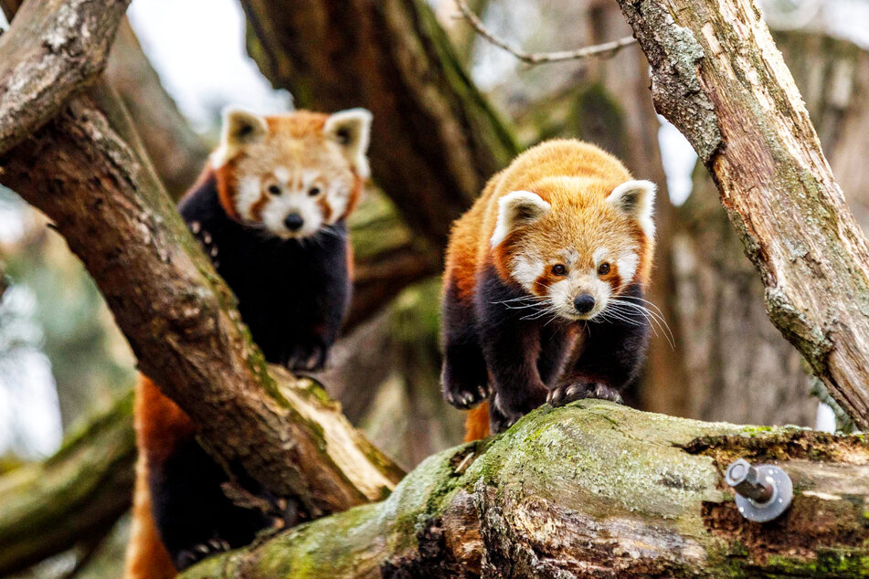 Das Panda-Pärchen ist gut zu unterscheiden: Männchen Manchu (r.) ist mit seinen 3,8 Kilogramm deutlich leichter und kleiner als Weibchen Louanne (5,3 Kilogramm).