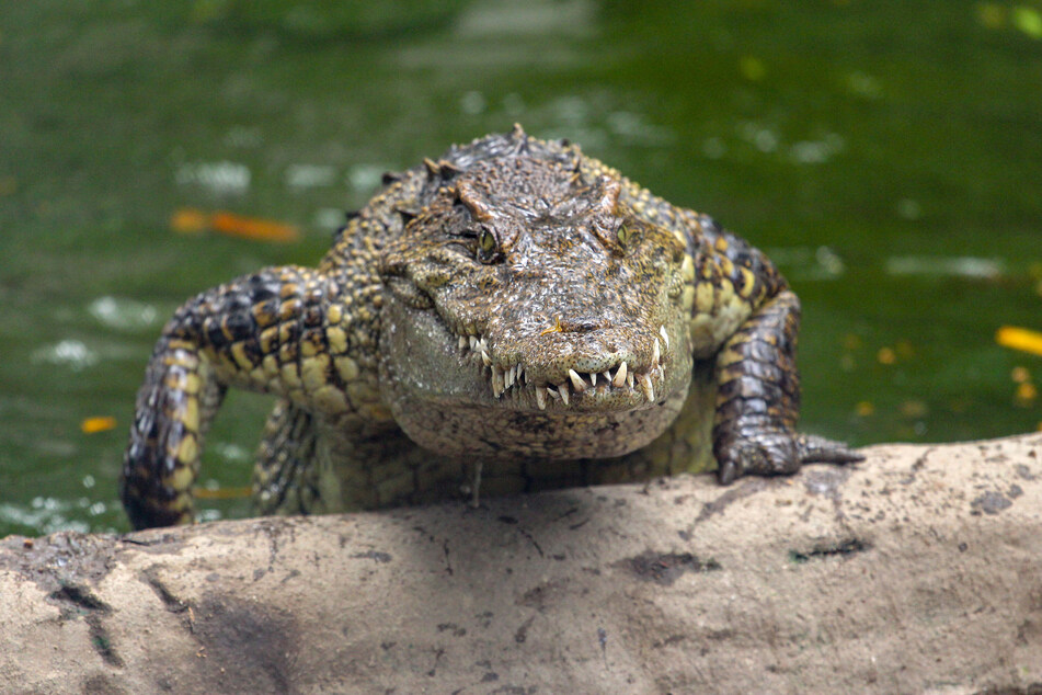 Krokodil-Angriffe enden häufig tödlich. (Symbolbild)