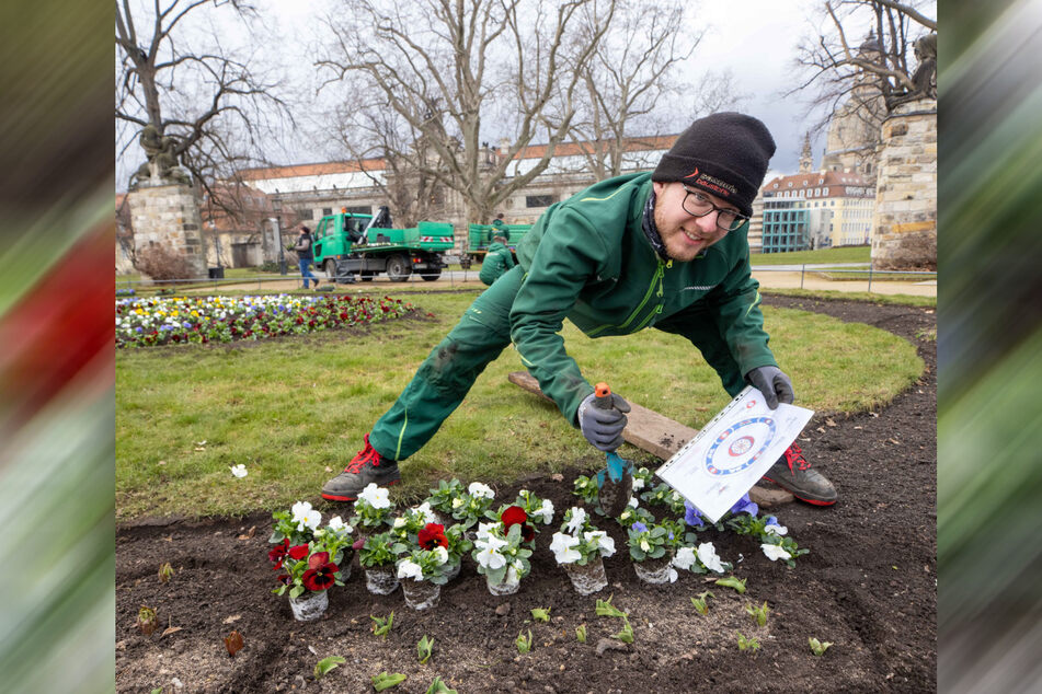 Landschaftsgärtner Tony Wirth (24) lässt aus Stiefmütterchen Juwelen entstehen.