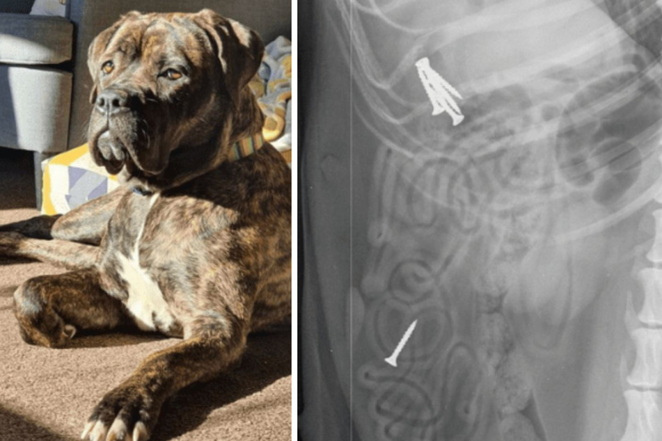 A cane corso had to undergo a very risky surgery after swallowing several metal screws.