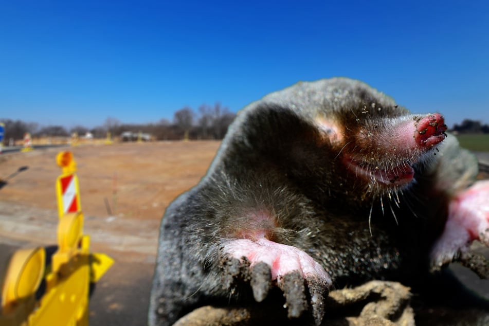 Da scheint das possierliche Tierchen zu lachen. Ein Maulwurf hat sich ausgerechnet in jenem Torgauer Kreisverkehr häuslich niedergelassen, der zum Tor der Landesgartenschau umgebaut werden soll. Jetzt herrscht dort Baustopp.