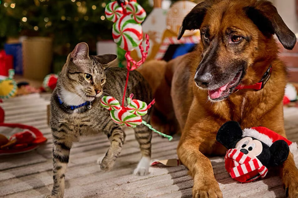 Pet parents, this is your sign: Grab these Chewy deals now!