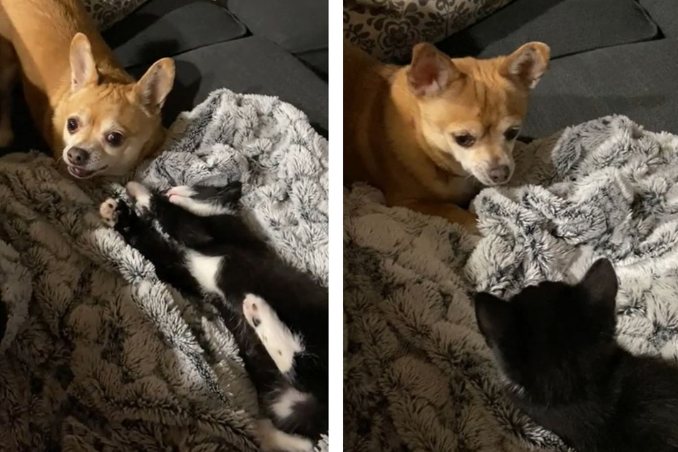 Chihuahua Muffin und Kätzchen Pepper beäugten sich nur ganz kurz. Dann spielten sie bereits miteinander.